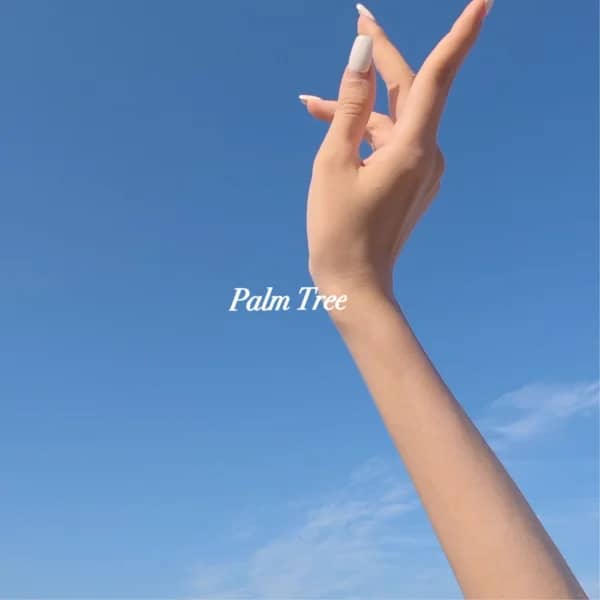 Palm Tree
