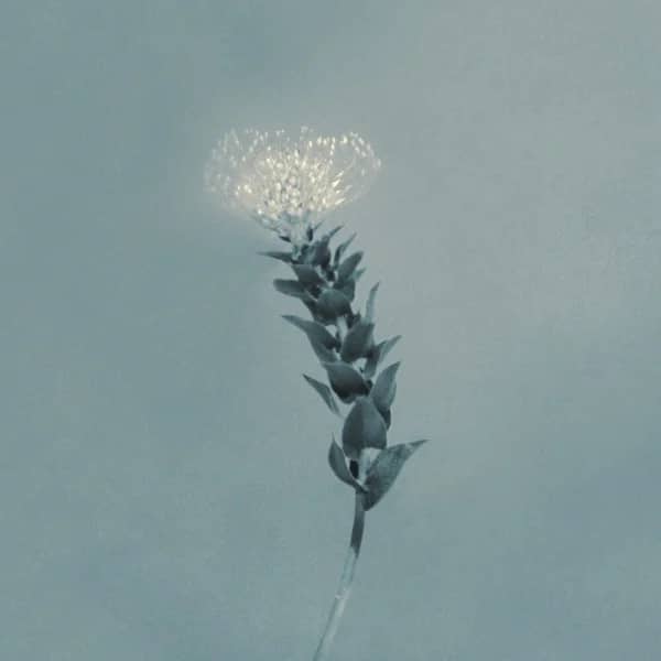 Still, a Flower